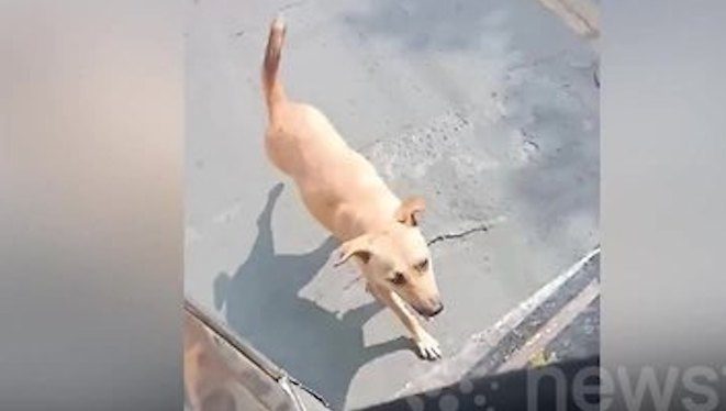 Stray Dog Chases After Bus Until Driver Adopts Her