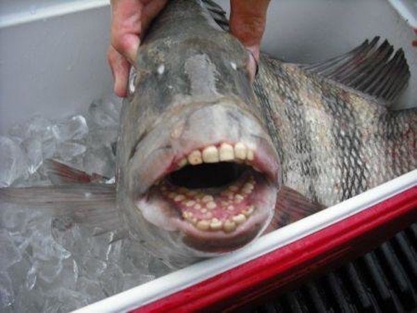 These Fish With Humanlike Teeth Are Creeping People Out