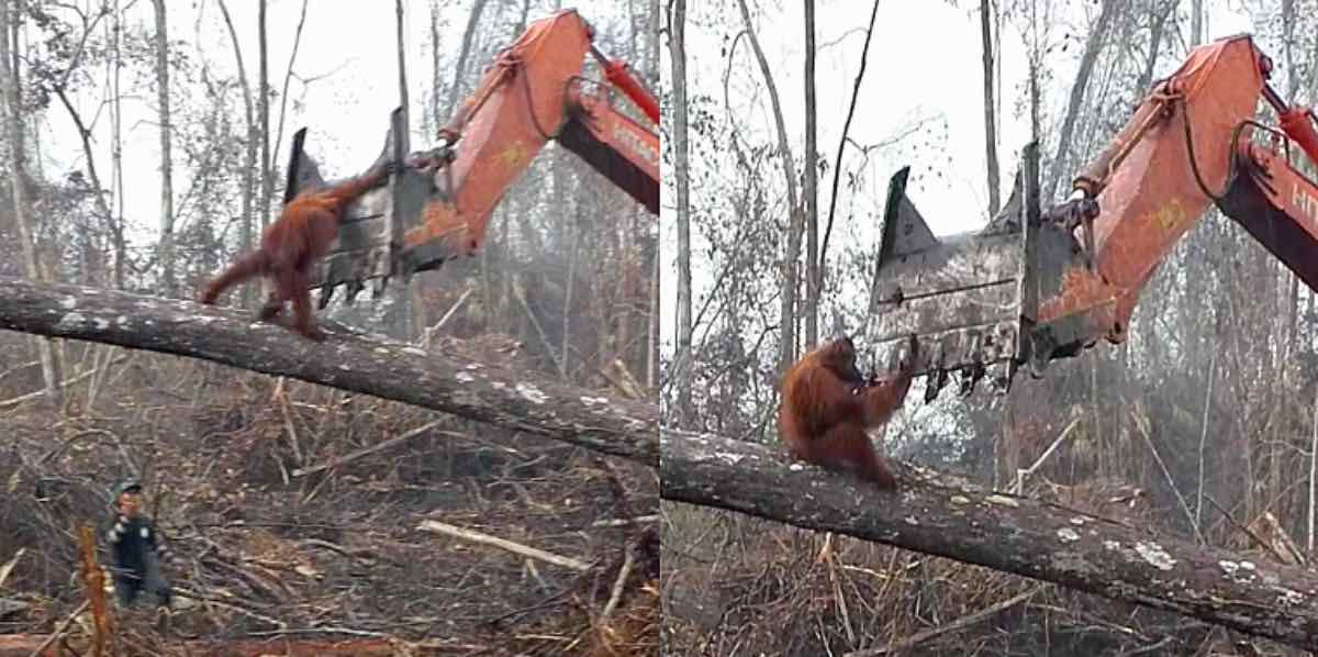 Orangutans And Deforestation