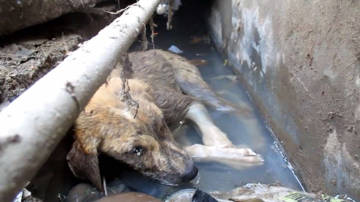 Puppy Taking His Last Breaths In Gutter Rescued Just In Time