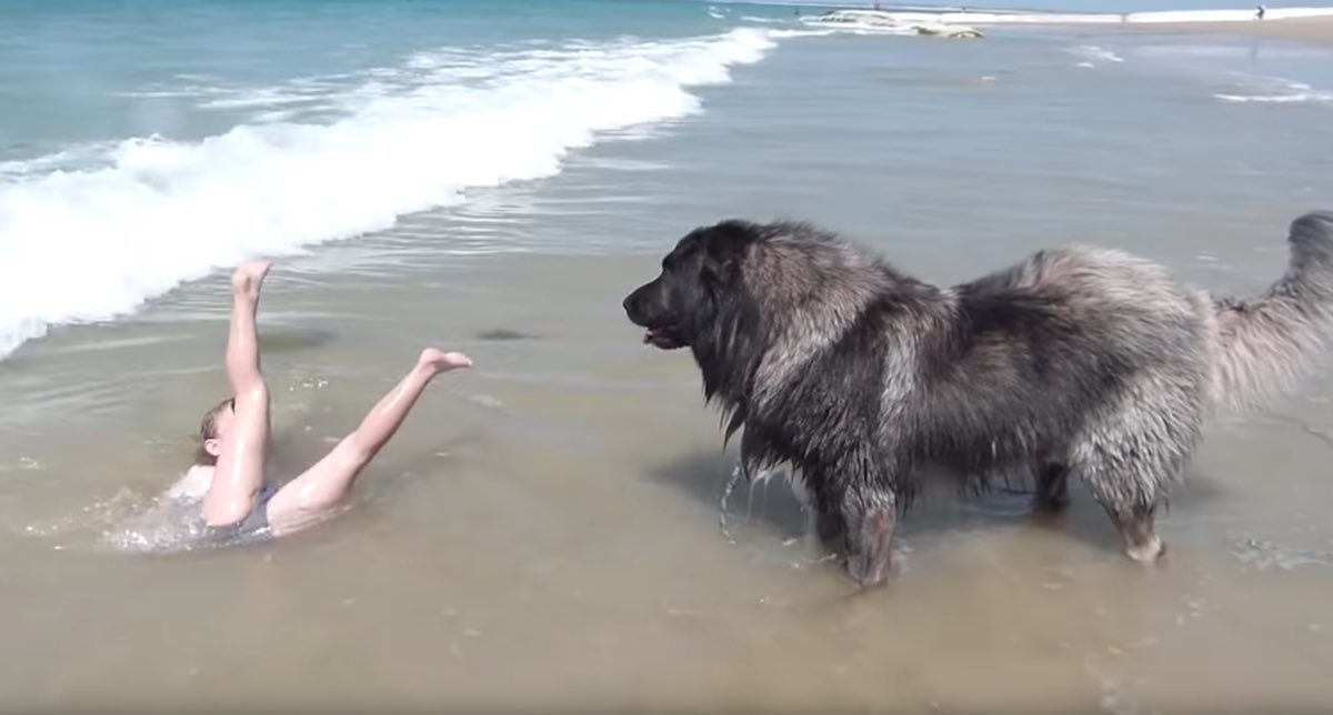 Dog Watching Girl In Water Pulls Her To Safety After She Falls Over In ...