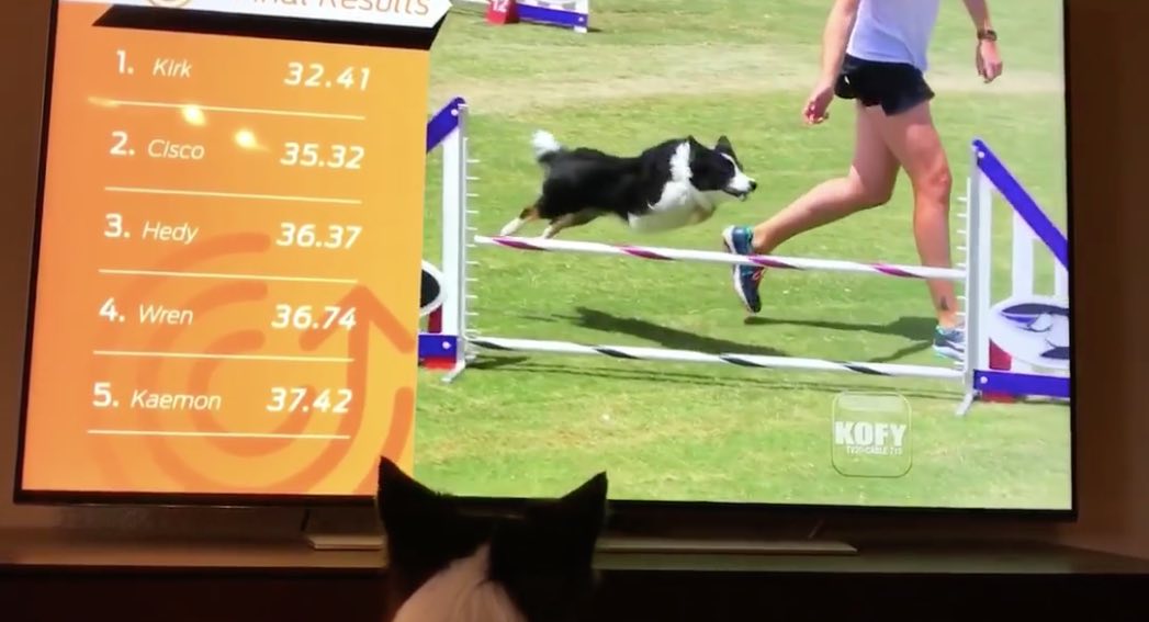 Border Collie Excitedly Watches Herself Win Agility Competition