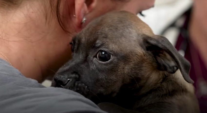 Woman Rescues Adorable Puppy From Rusted Crate In Puerto Rico After ...