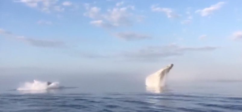 Triple Whale Breach Stuns Onlookers Off The Coast In Nova Scotia