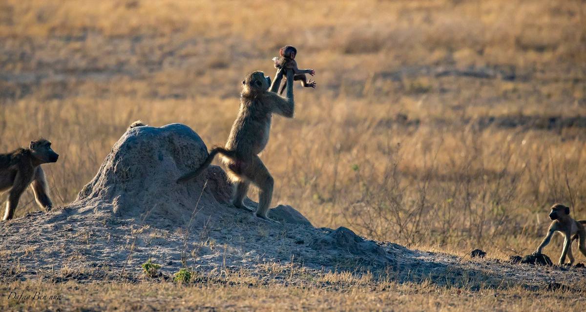 Photographer Captures Real-Life Version Of Iconic Lion King Scene