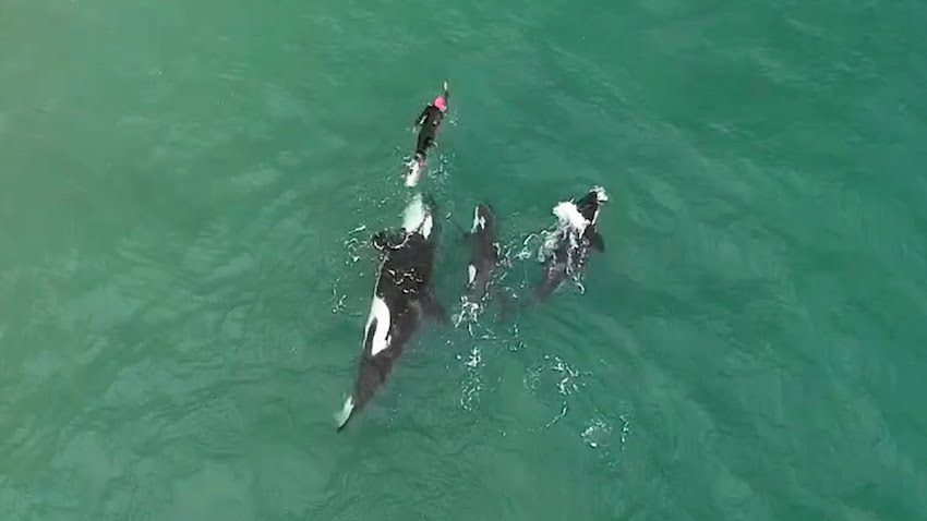 Orcas Play With Swimmer Who Says Experience Was 'Sheer Joy'