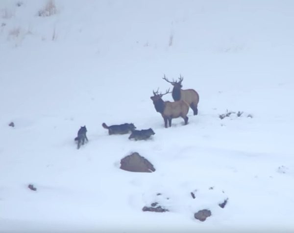 Wolf Pack Give Chase To Group of Elk Through Deep Snow In Spectacular Video