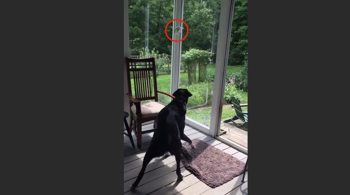 Dog Gently Catches Bird Trapped On Porch And Sets It Free