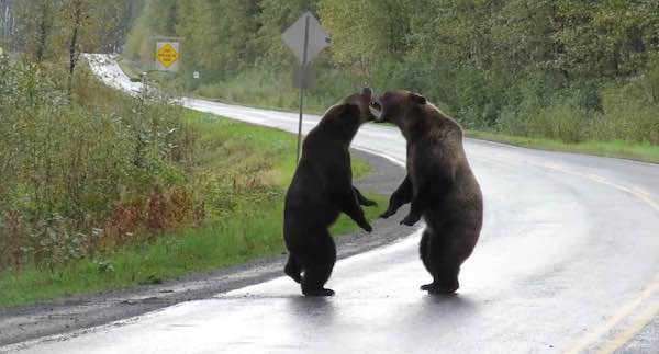Two Grizzly Bears Fighting Along Highway Caught On Video In Rare Sighting