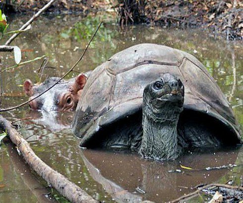 Mzee and Owen swimming together