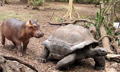 Owen follows Mzee around