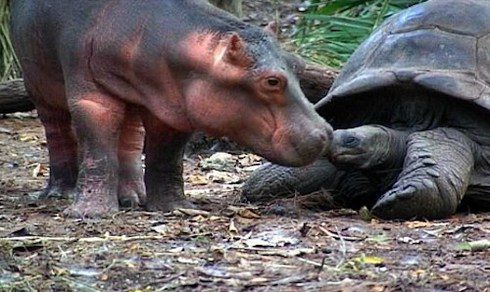 Mzee and Owen's friendship continues to inspire people around the world
