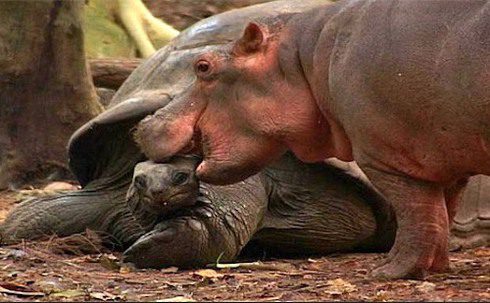 Mzee and Owen's friendship continues to inspire people around the world