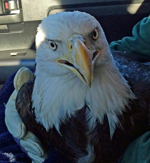 man saves drowning bald eagle