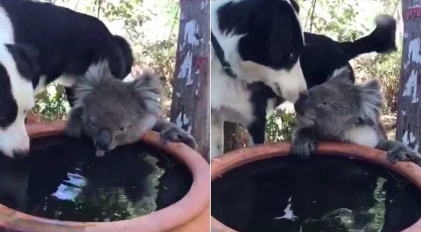 Dog And Koala Buddies Share A Drink Of Water