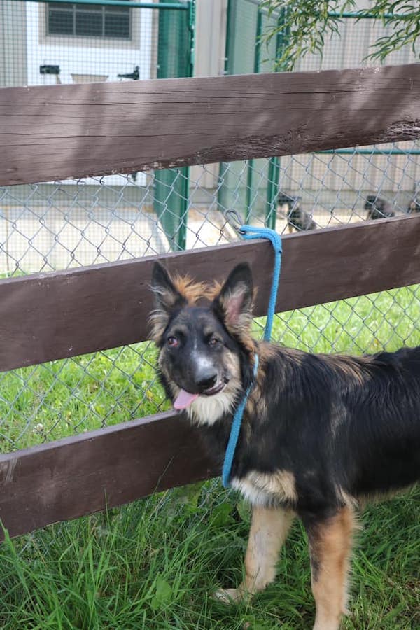 Unusual Looking Dog Bitten By Mother When A Puppy Finds Loving Home