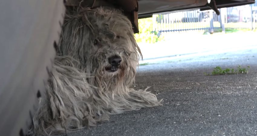 Homeless Dog's Nightmare Transformed Into the Life of Her Dreams