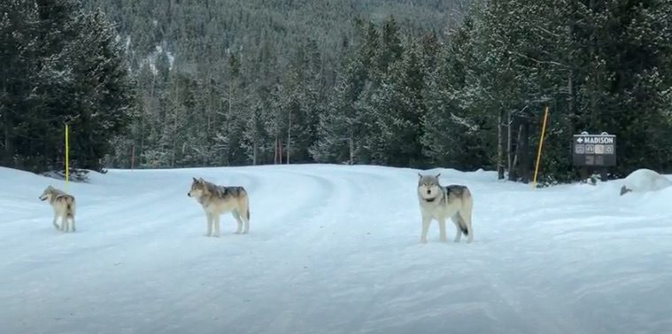 bison running from wolves