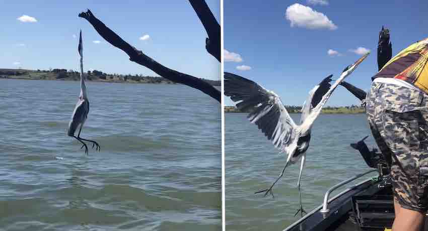 Boaters Rescue Entangled Heron Hanging From A Tree