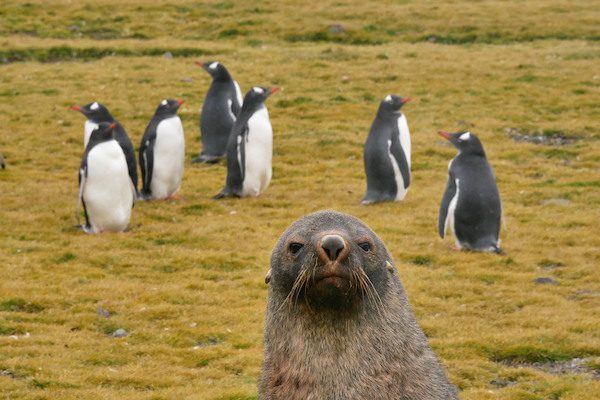 This is Roger the Seal for Antarctic News