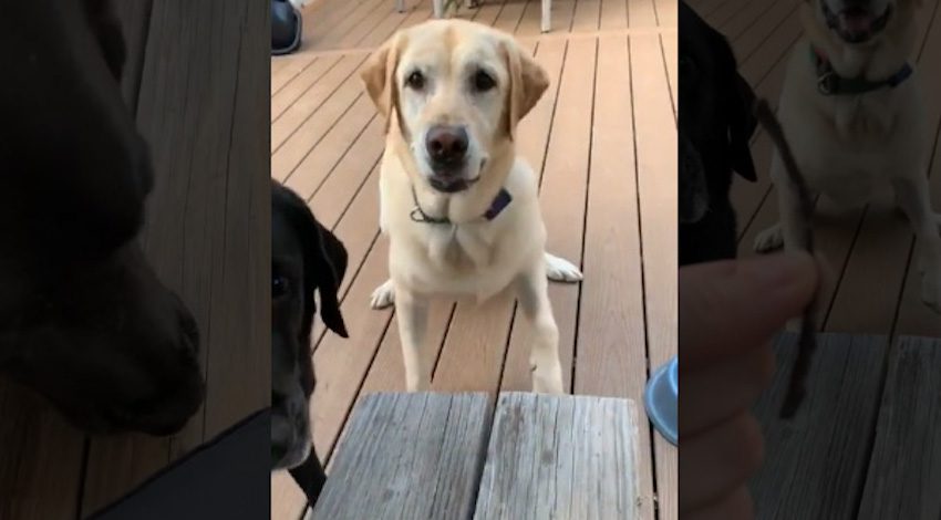 Dogs Proudly Bring Over The Tiniest Stick Ever To Play Fetch With