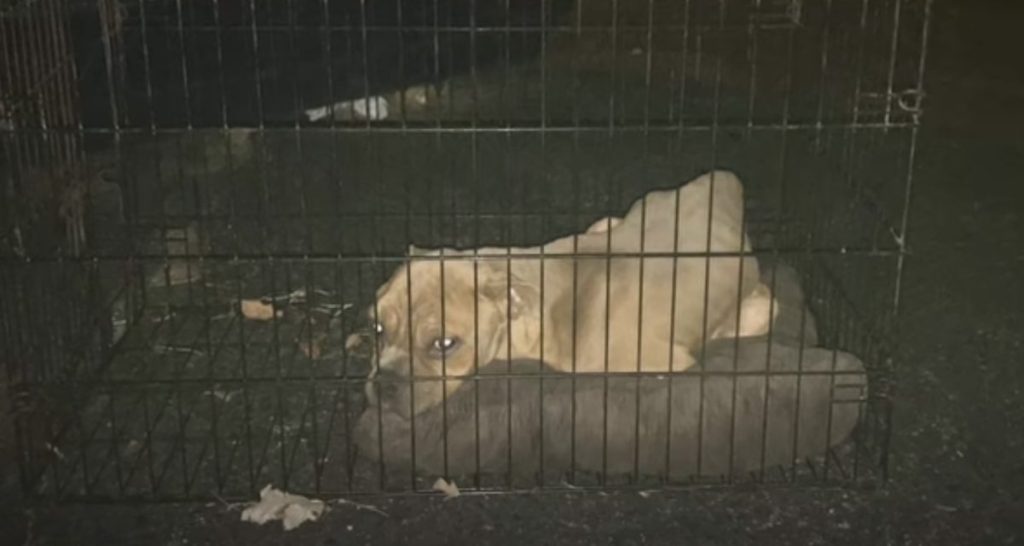 dog rescued from dumpster