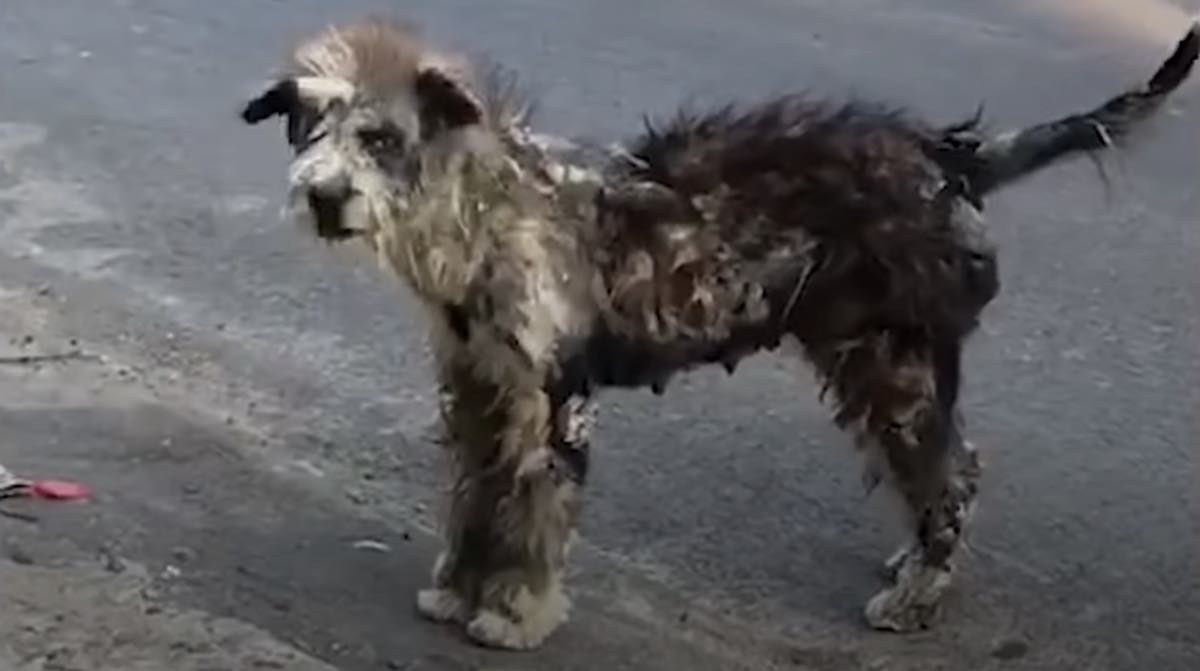 Neglected Street Dog Transforms Into Cutest Puppy