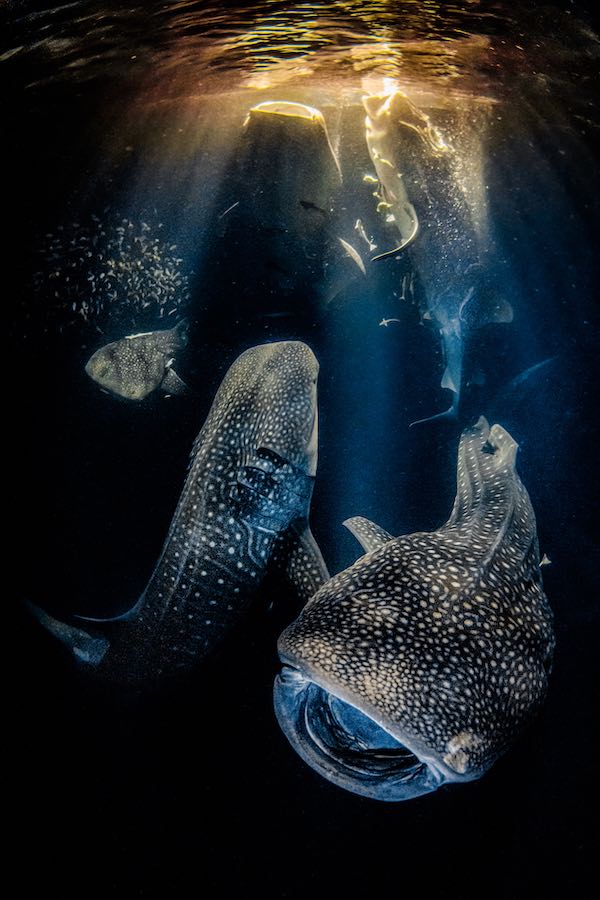 Whale Sharks Create ‘Ocean Magic’ In Winning Photo Of Underwater