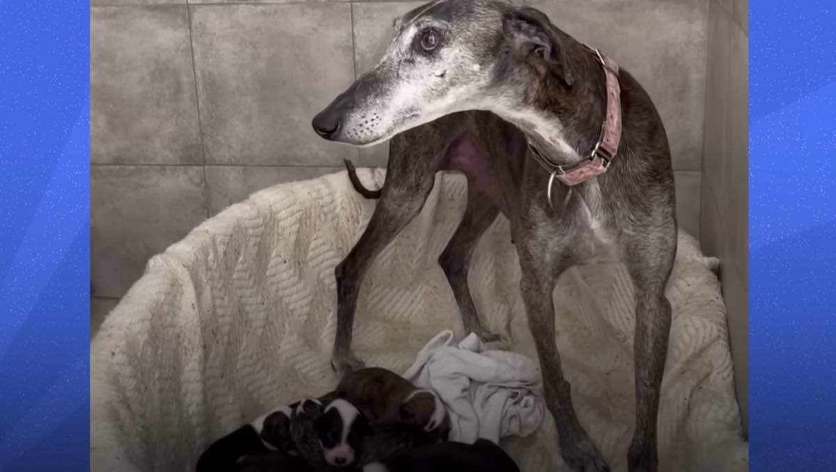 how many puppies can galgo espanol give birth to