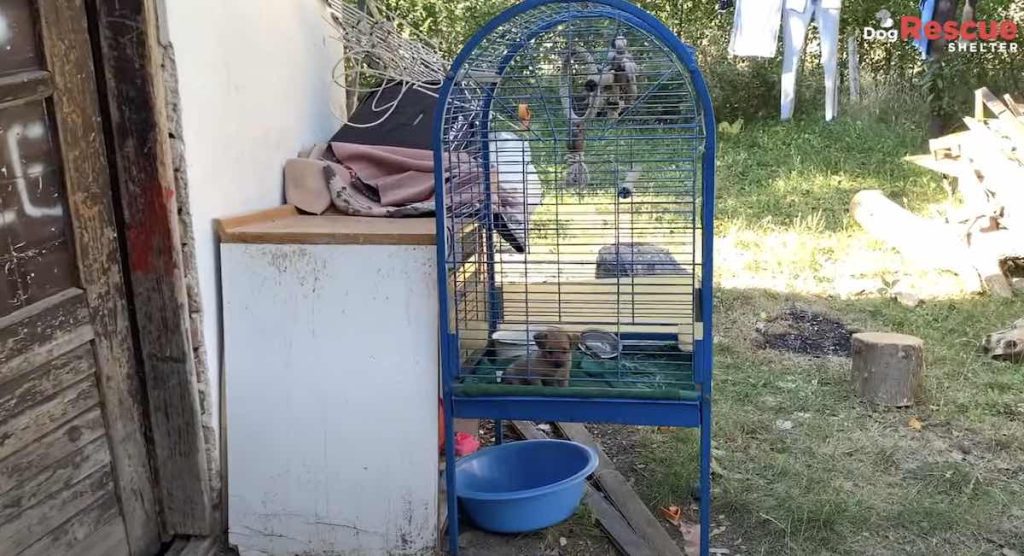 puppy kept in birdcage