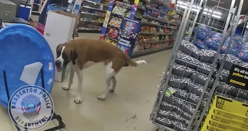 large dog wanders into dollar store