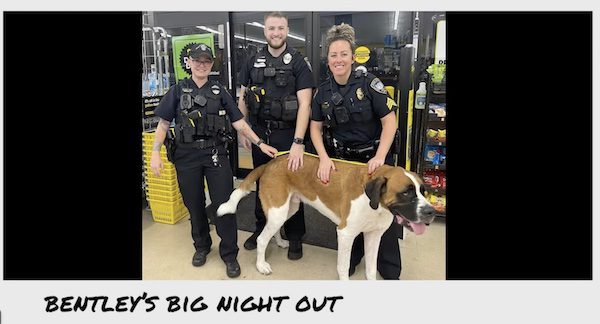 large dog wanders into dollar store