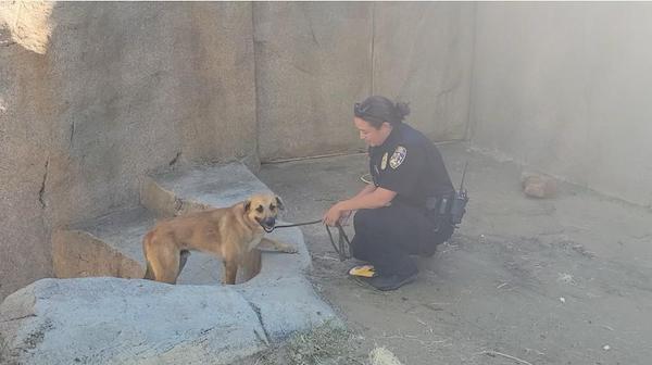 a dog rescued from the gorilla enclosure at San Diego Zoo is much relieved
