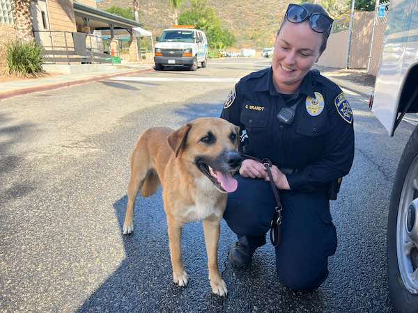 a dog rescued from the gorilla enclosure at San Diego Zoo is much relieved