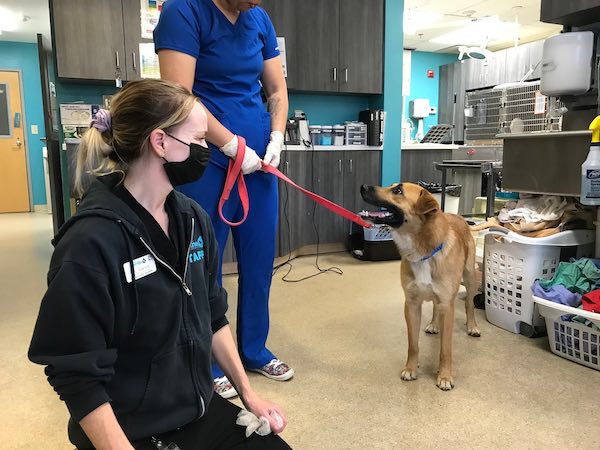 a dog rescued from the gorilla enclosure at San Diego Zoo is much relieved