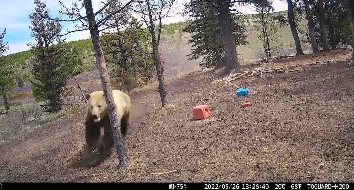 Trail Camera Catches Grizzly Chasing Wild Horses