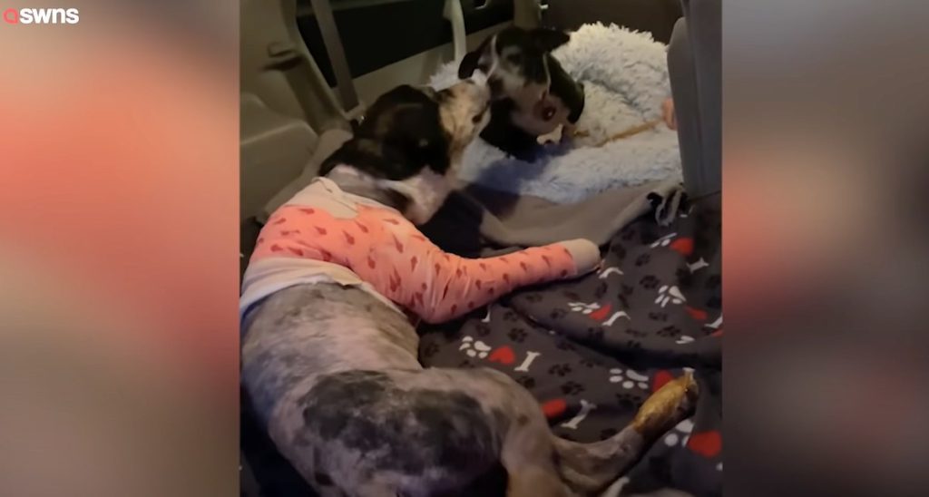 stray dog best friends reunite