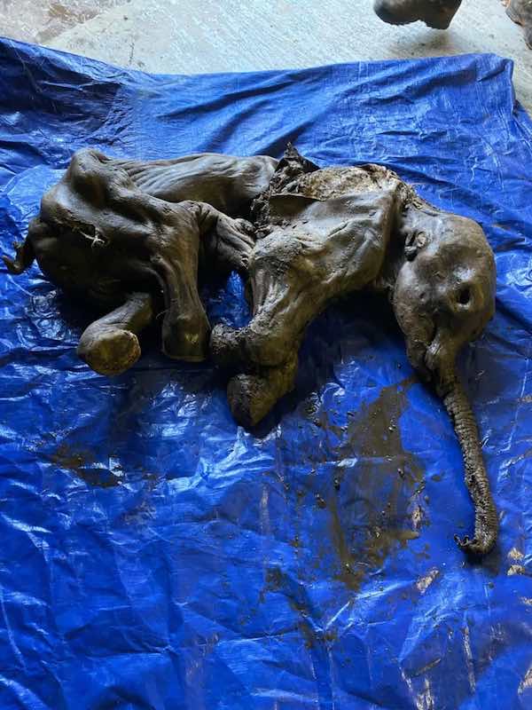 baby woolly mammoth discovered in Yukon