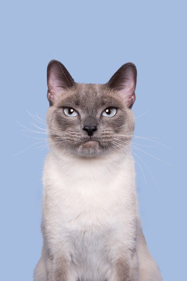 Wieselcats Copyright Elke Vogelsang
