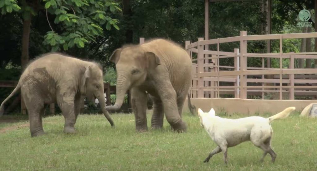 baby elephants curious about dogs
