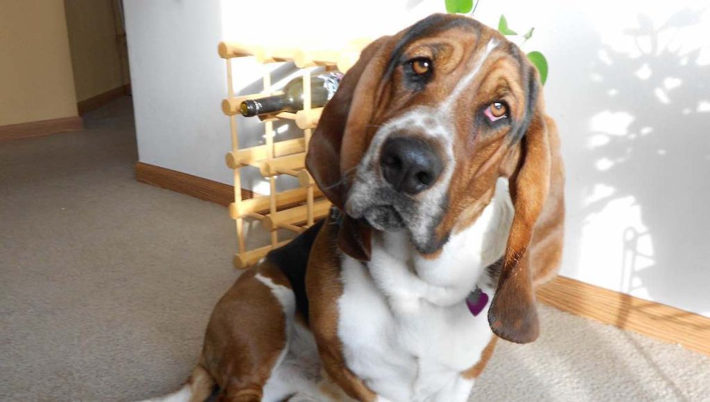 A basset hound