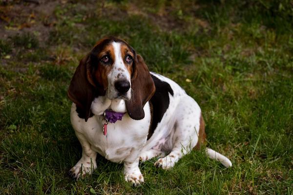 basset hound. 