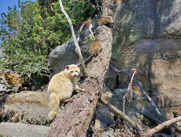 blonde raccoon picture from Facebook group Protection Island and submitted by Marian Stewart