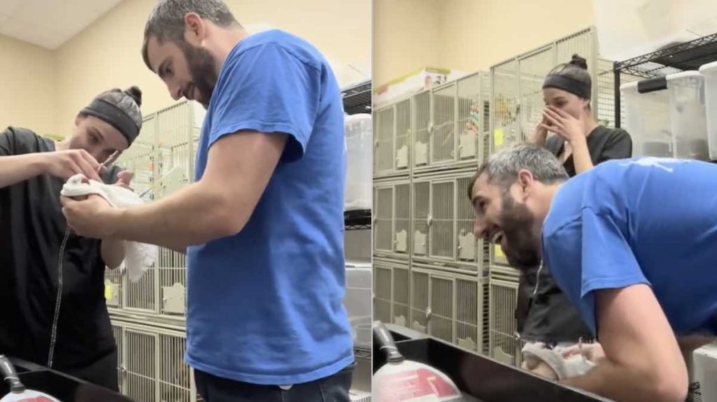 paco the parrot on TikTok
