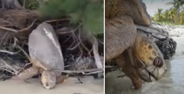 sea turtle rescue