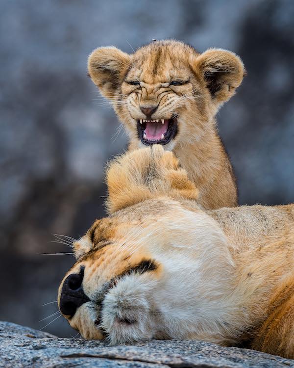 The Comedy Wildlife Photography Awards 2022