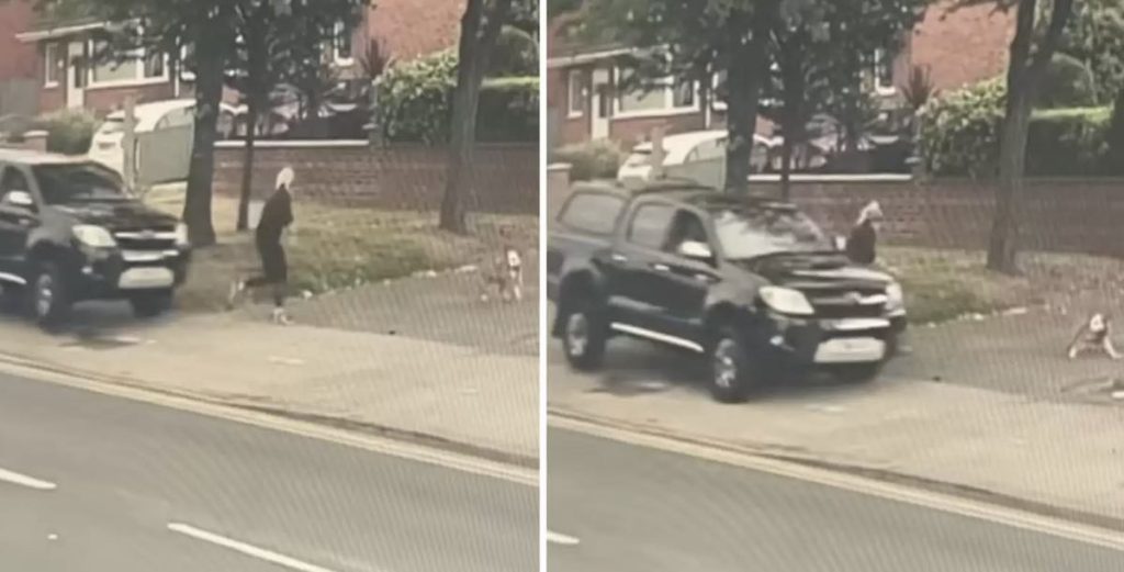 dog saves owner from speeding car