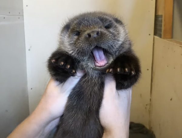 Otis, rescued sea otter