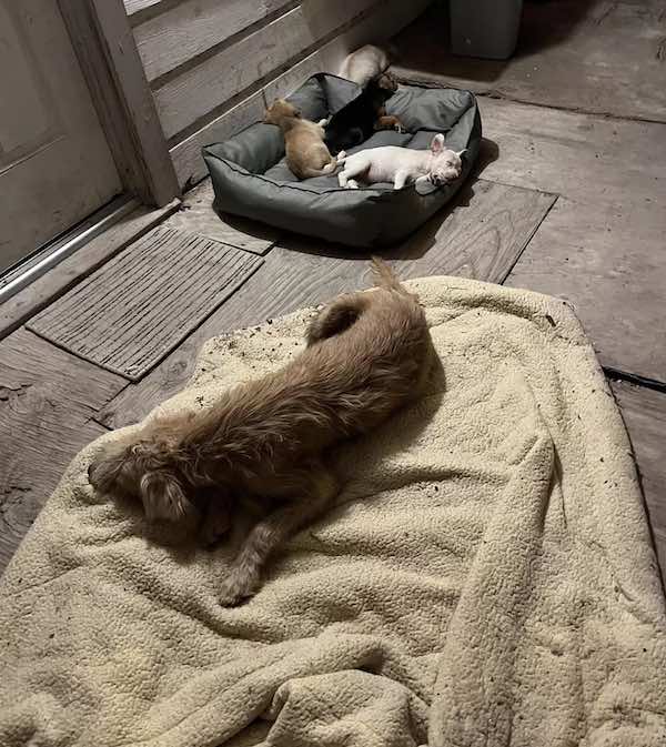 stray dog adopts puppies