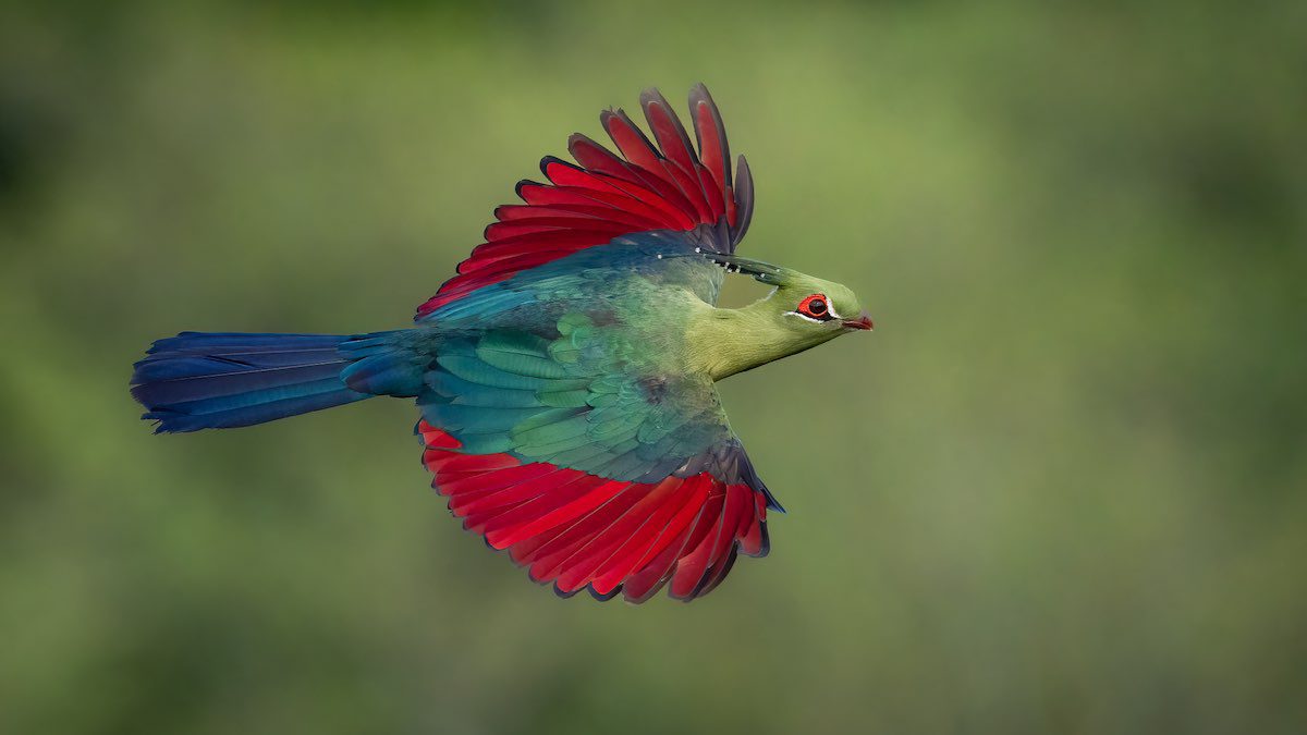 winners-of-the-bird-photographer-of-the-year-soar-above-the-rest